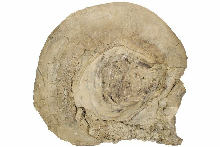 9.3" Fossil Clam (Inocerasmus) Shell - Smoky Hill Chalk, Kansas